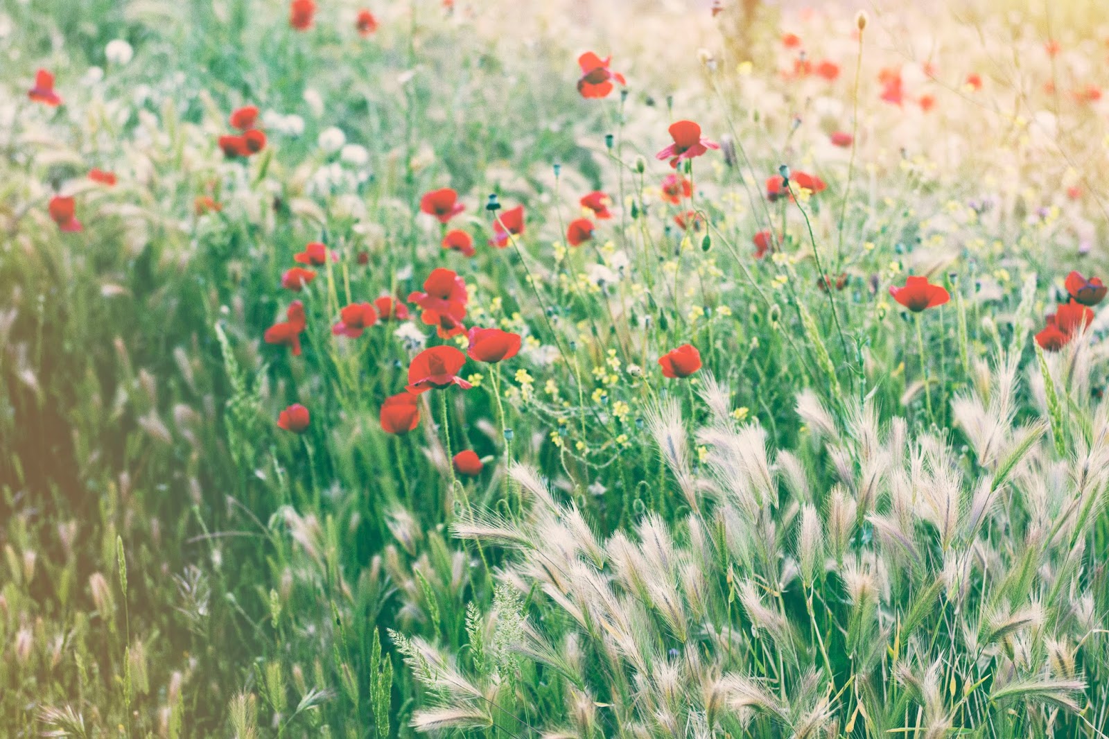 Miniatura de campo de amapolas rojas entre pastos altos bajo luz cálida